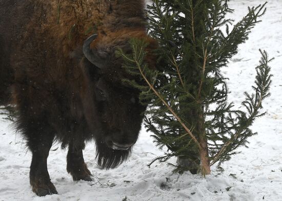 Russia New Year Season Zoo