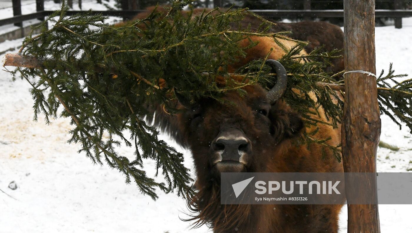 Russia New Year Season Zoo