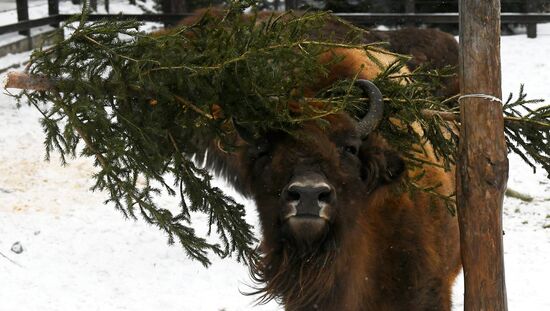Russia New Year Season Zoo