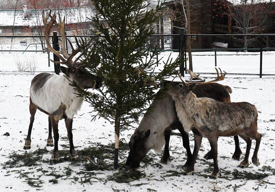Russia New Year Season Zoo
