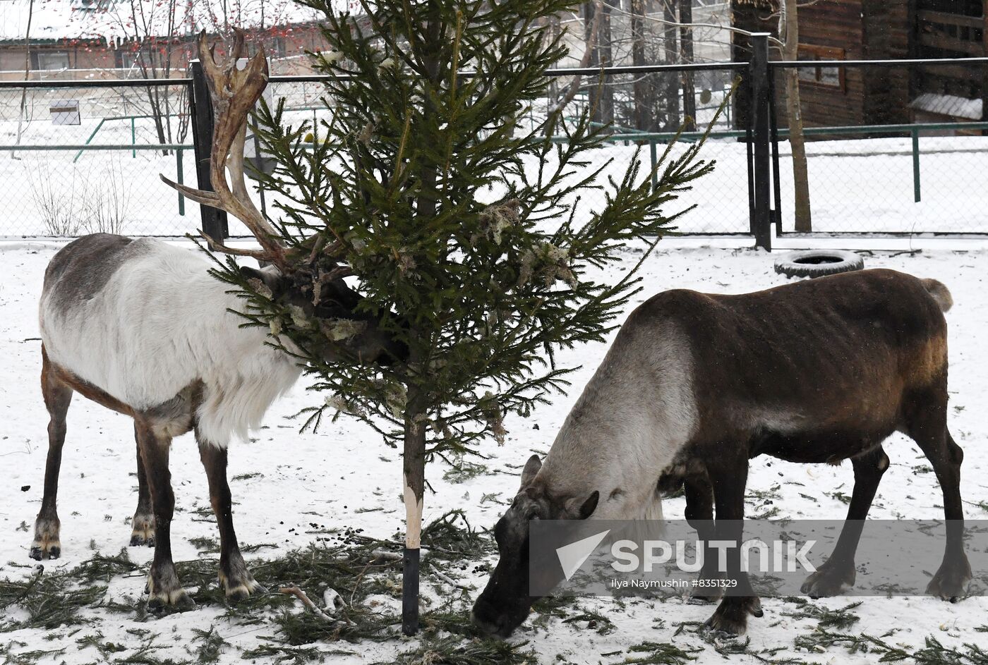 Russia New Year Season Zoo