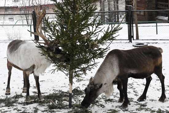 Russia New Year Season Zoo