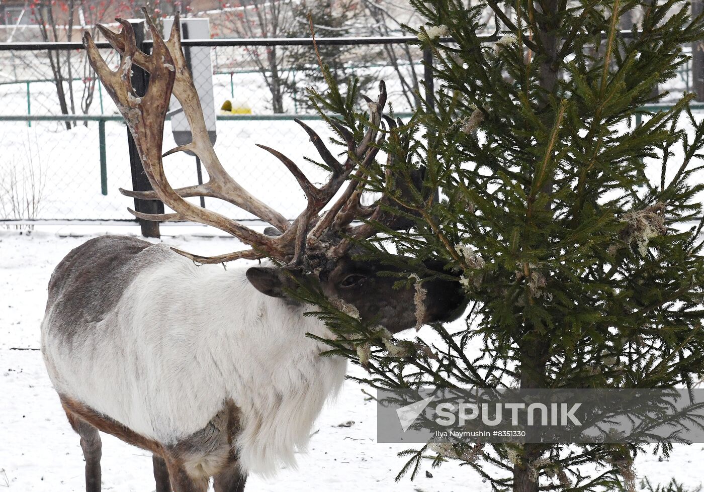Russia New Year Season Zoo