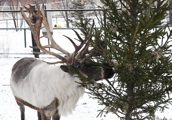 Russia New Year Season Zoo