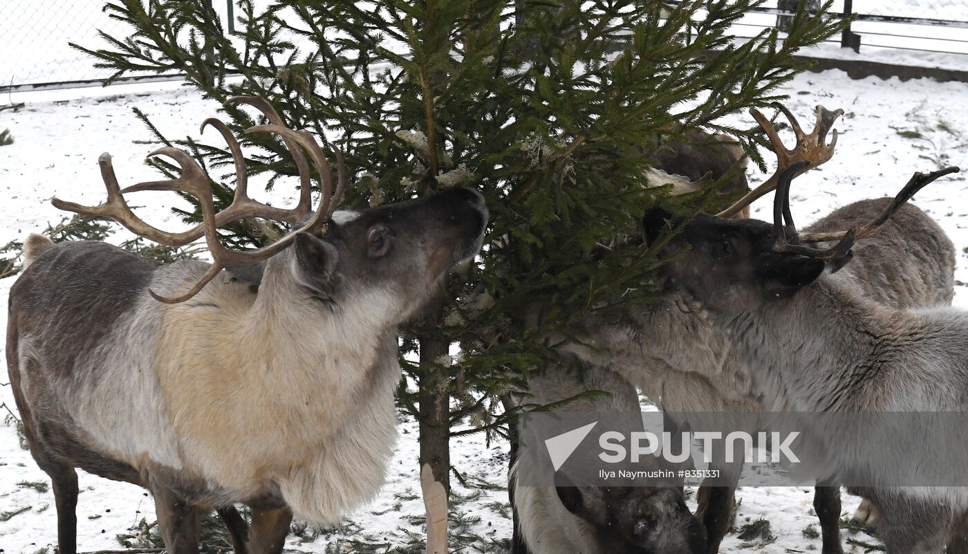 Russia New Year Season Zoo