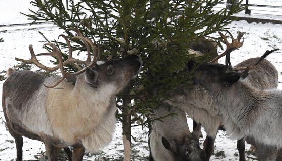 Russia New Year Season Zoo