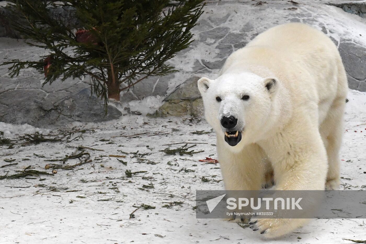 Russia New Year Season Zoo