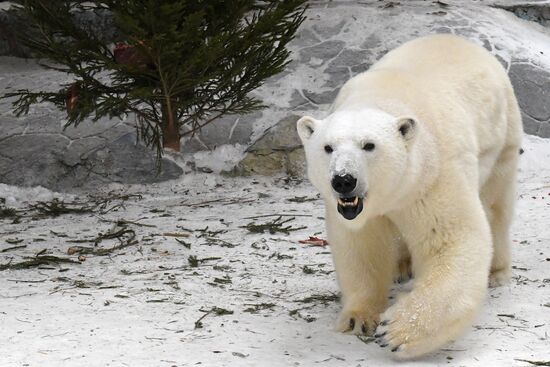 Russia New Year Season Zoo