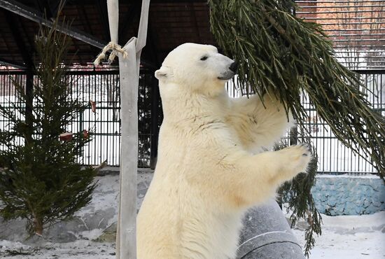 Russia New Year Season Zoo