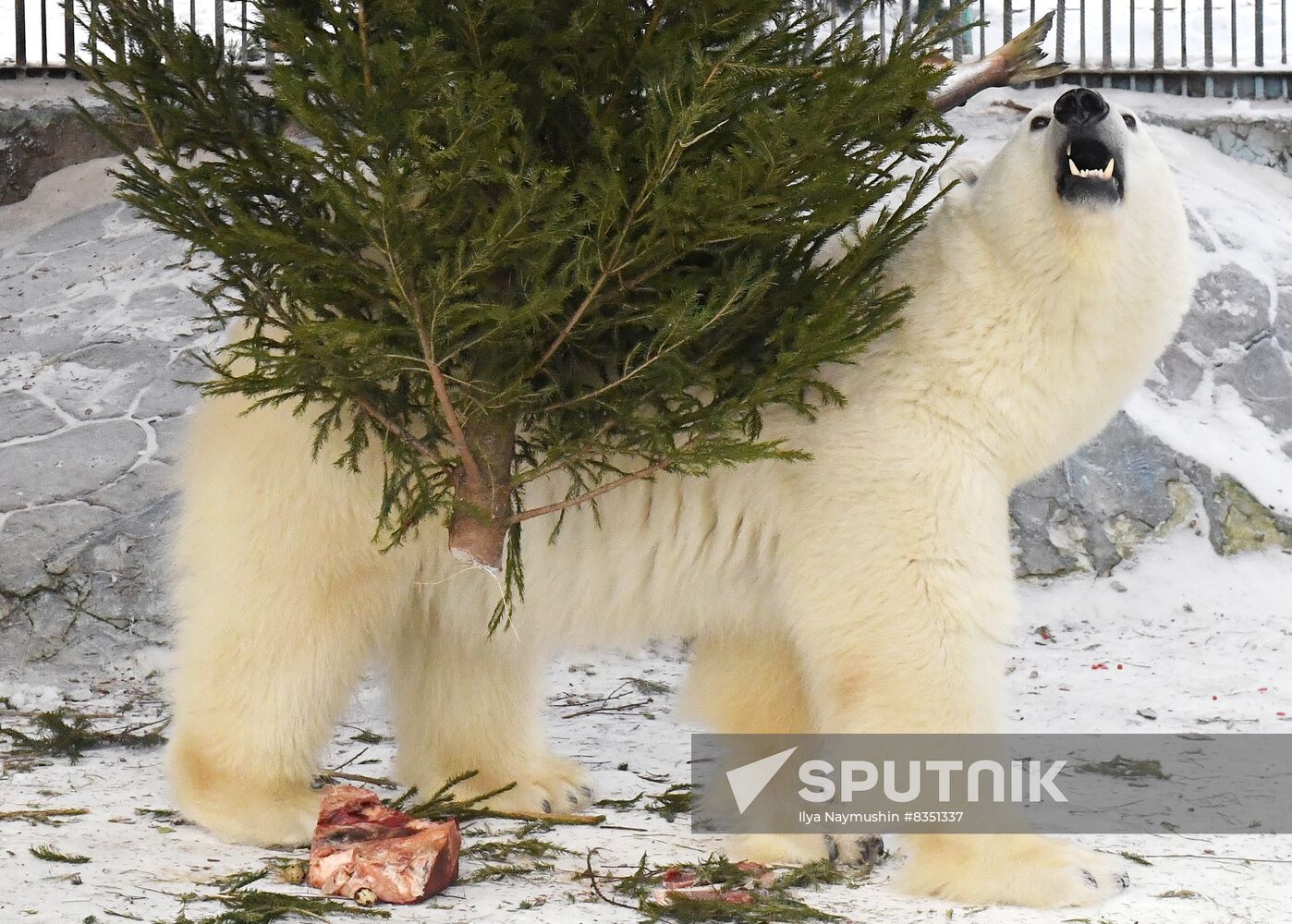 Russia New Year Season Zoo