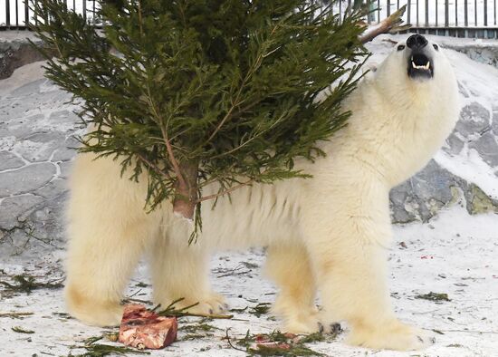 Russia New Year Season Zoo