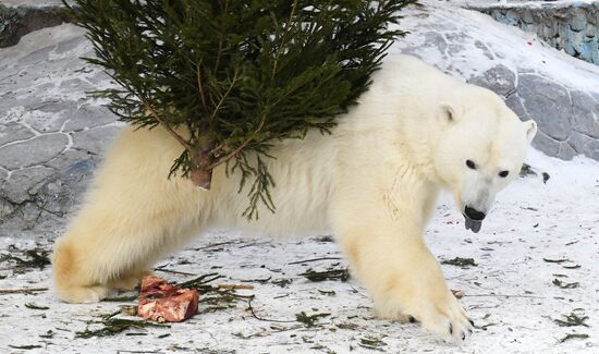 Russia New Year Season Zoo