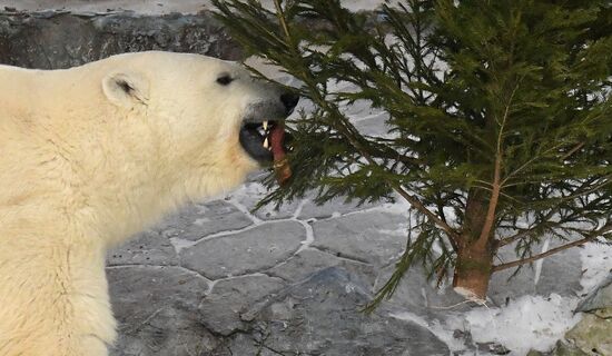 Russia New Year Season Zoo