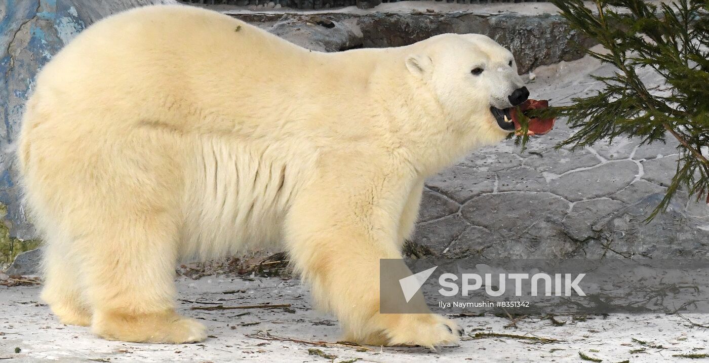 Russia New Year Season Zoo