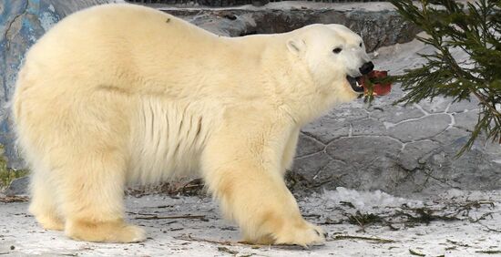 Russia New Year Season Zoo