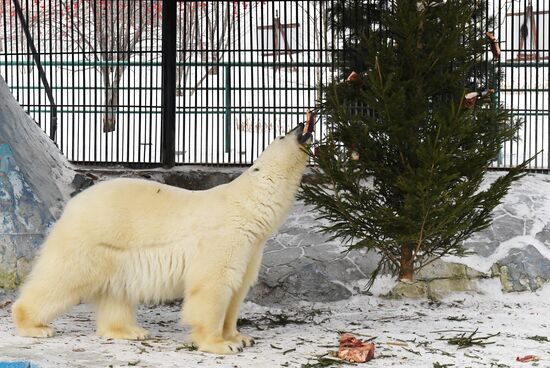 Russia New Year Season Zoo