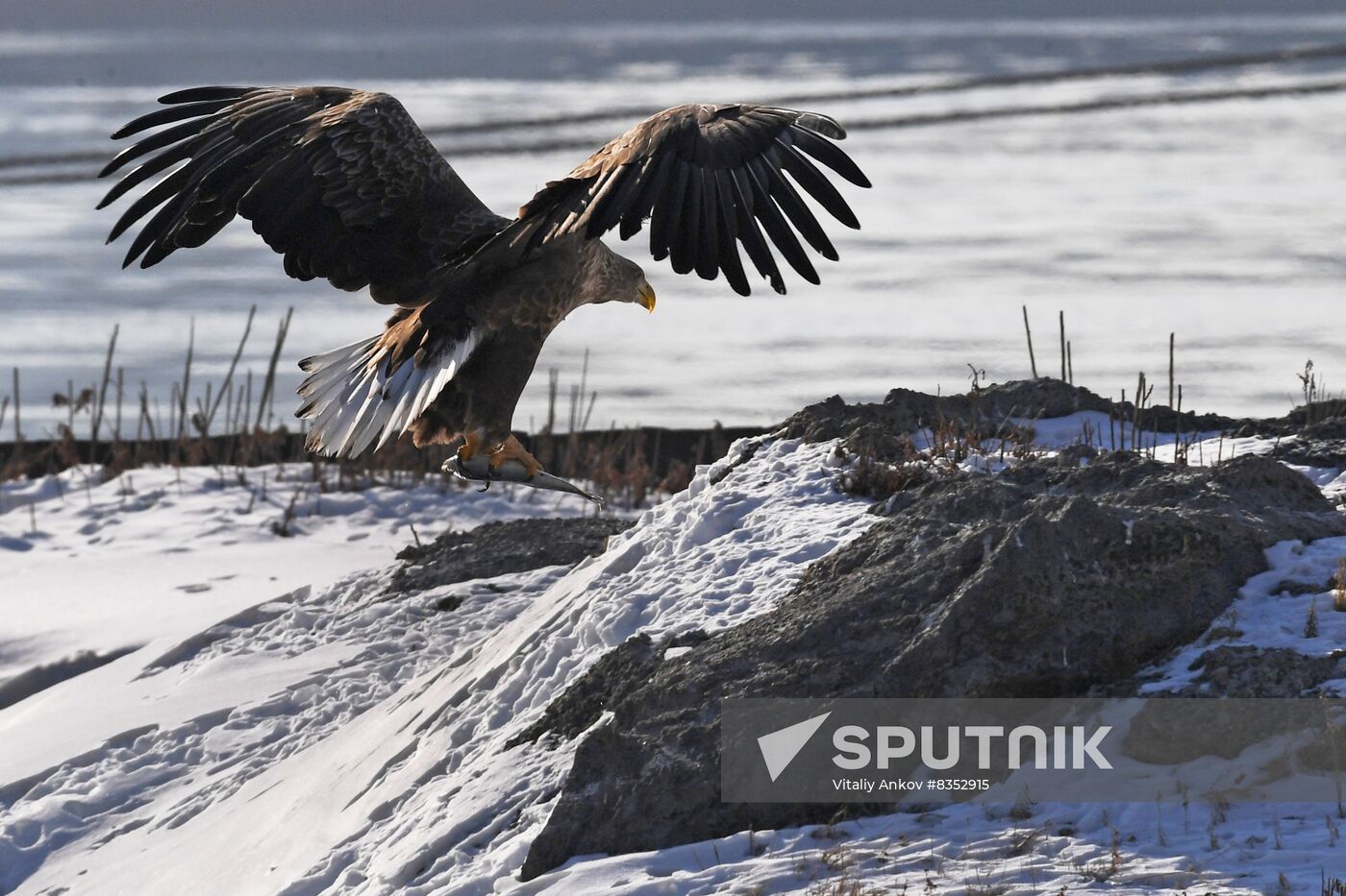 Russia Wildlife