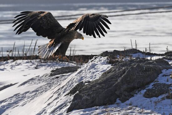 Russia Wildlife