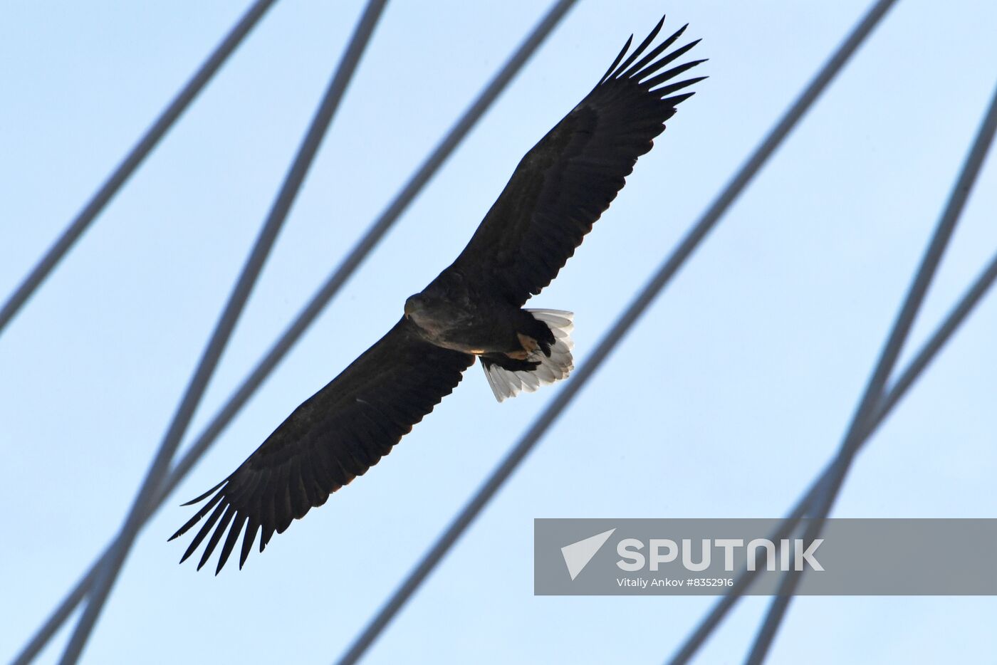 Russia Wildlife