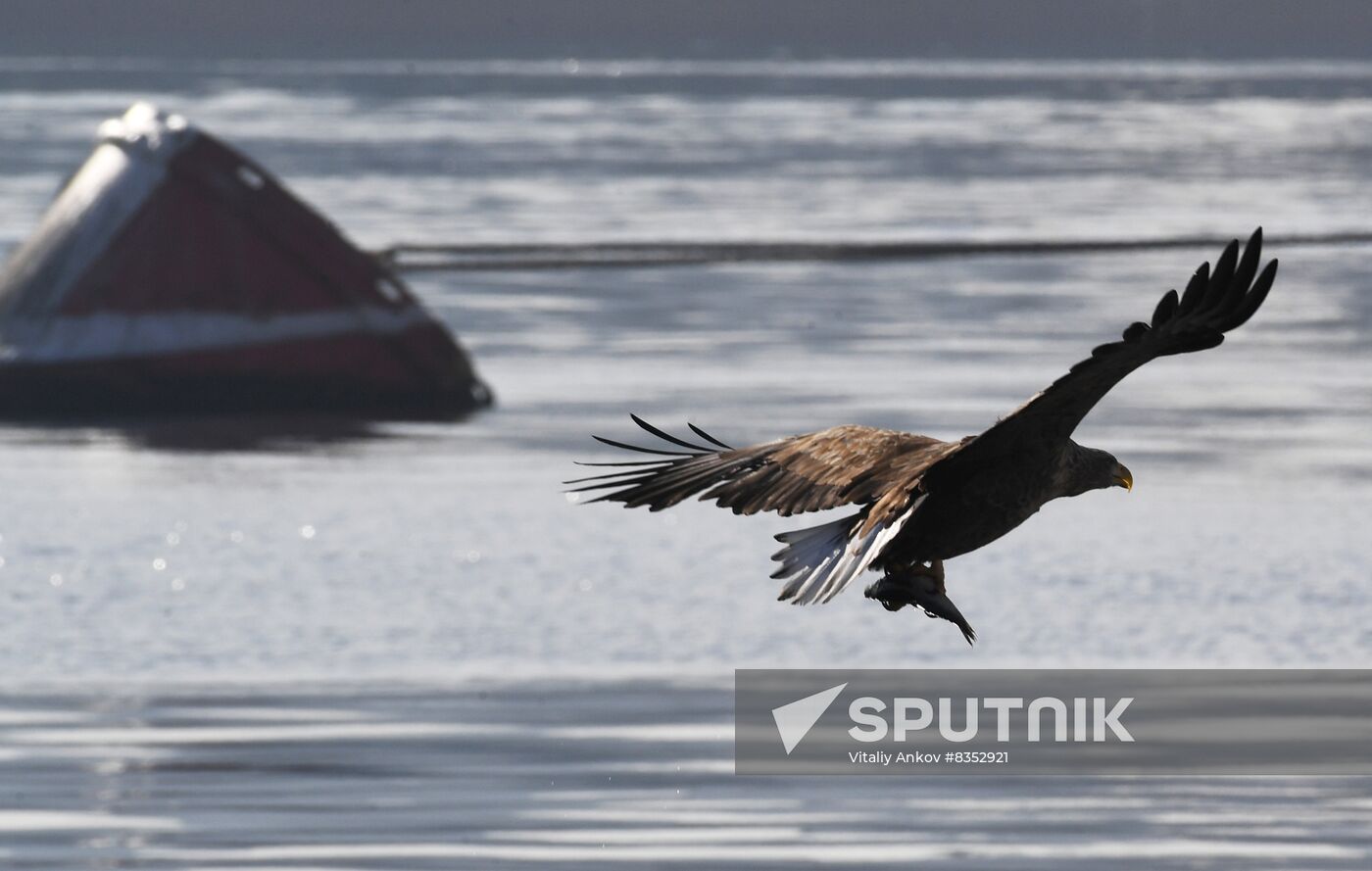 Russia Wildlife