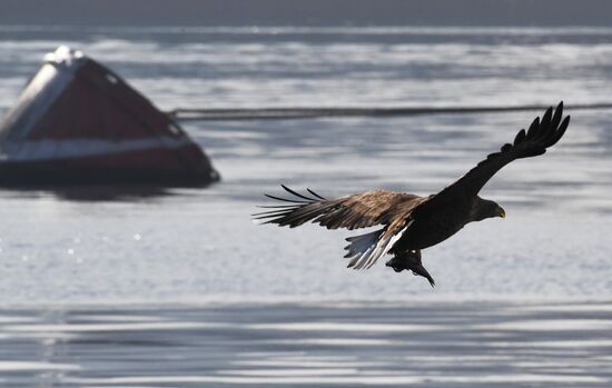 Russia Wildlife