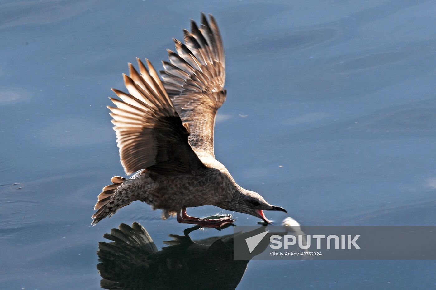 Russia Wildlife