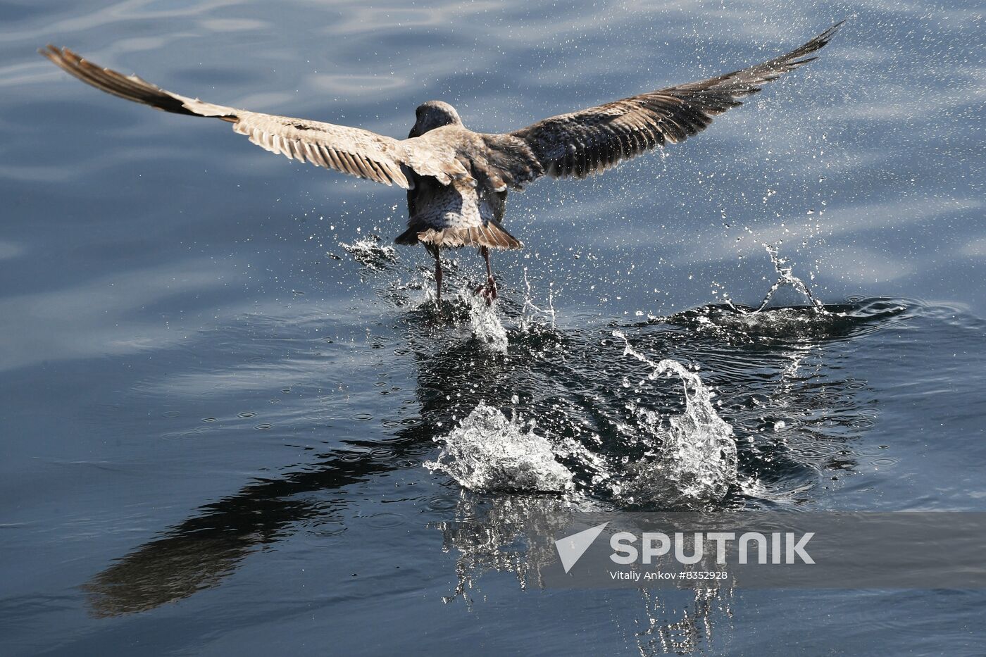 Russia Wildlife