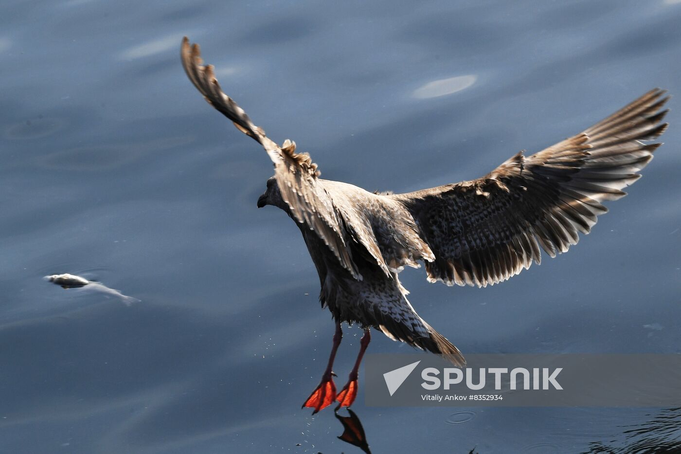 Russia Wildlife