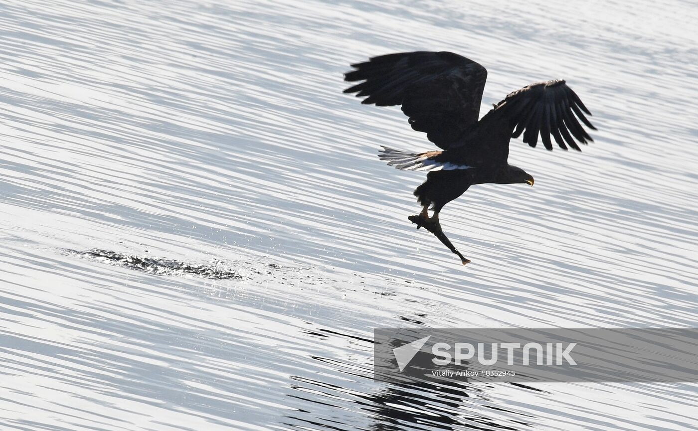 Russia Wildlife