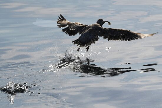 Russia Wildlife