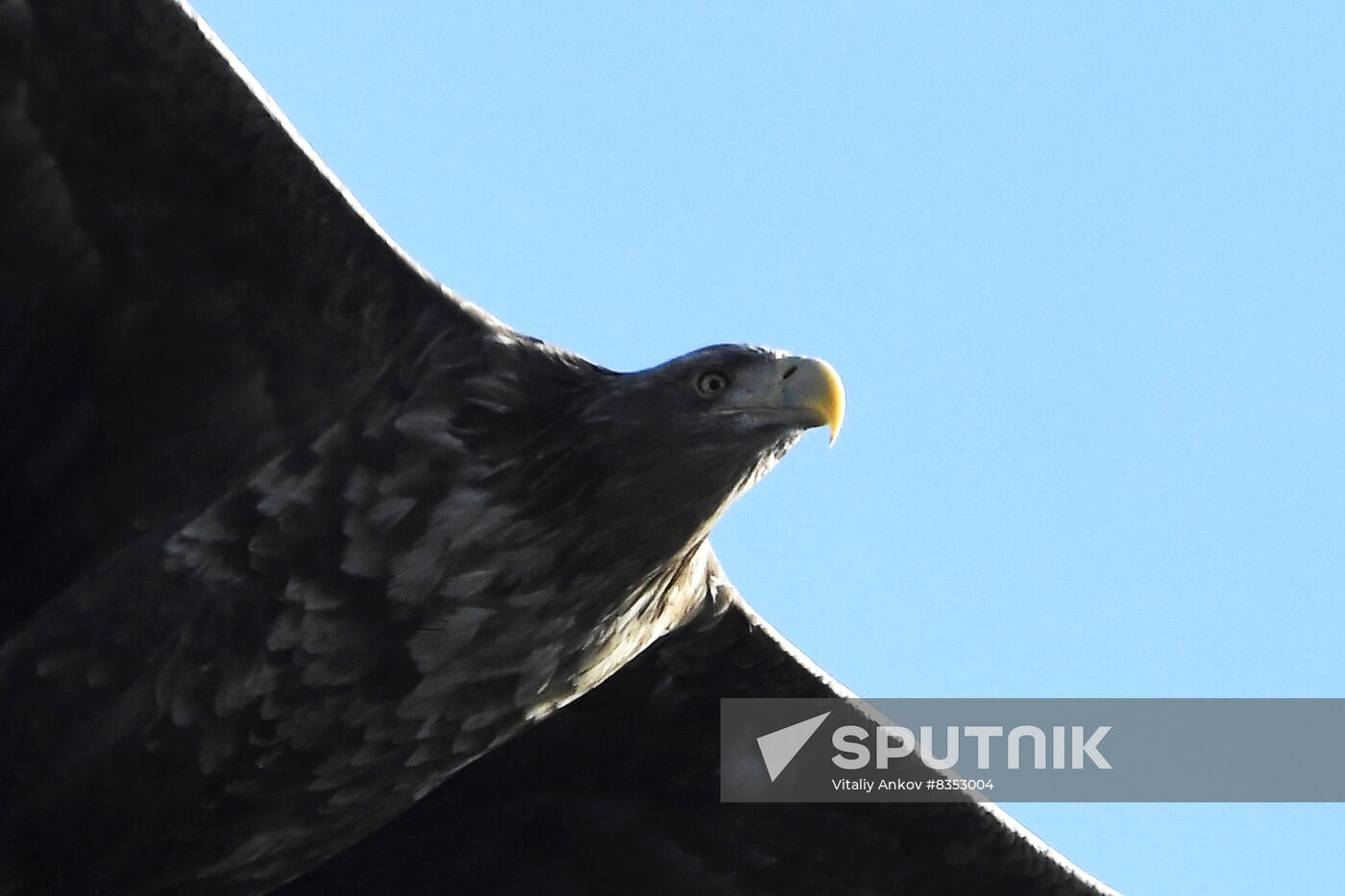 Russia Wildlife