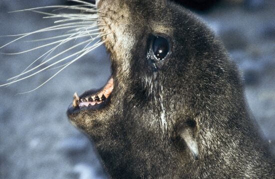 Northern fur seal living on Commander Islands