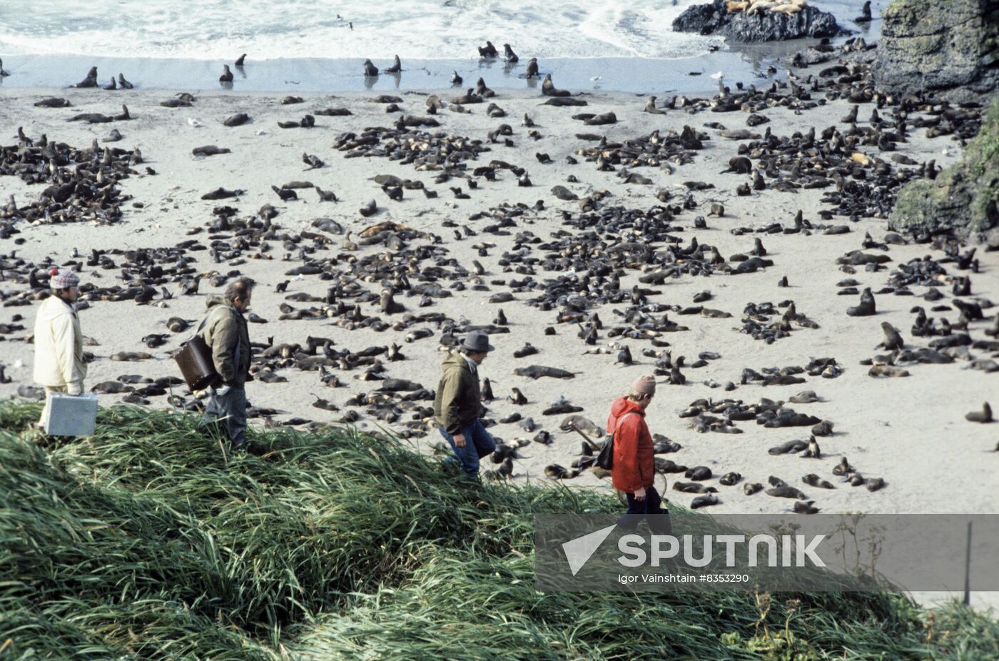 Fur seal rookery on Commander Islands