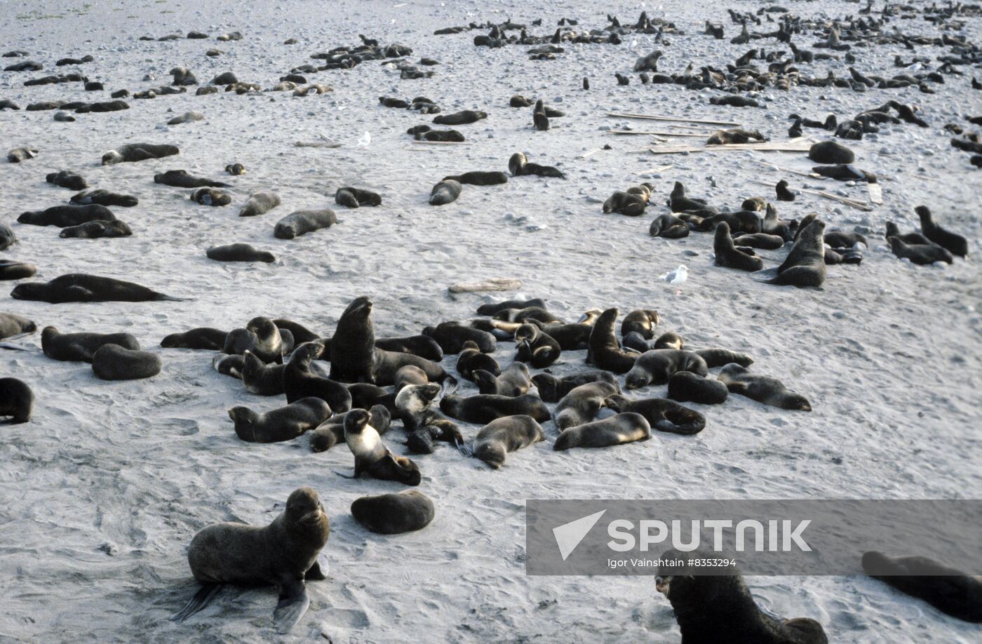 Fur seal rookery on Commander Islands