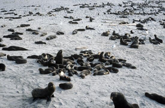 Fur seal rookery on Commander Islands