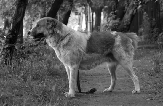 Alabai, or Central Asian Shepherd Dog