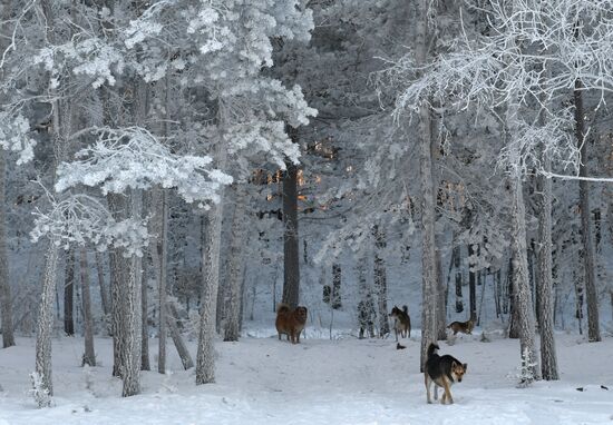 Russia Weather