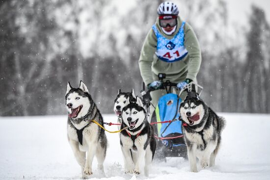 Russia Sled Dog Race