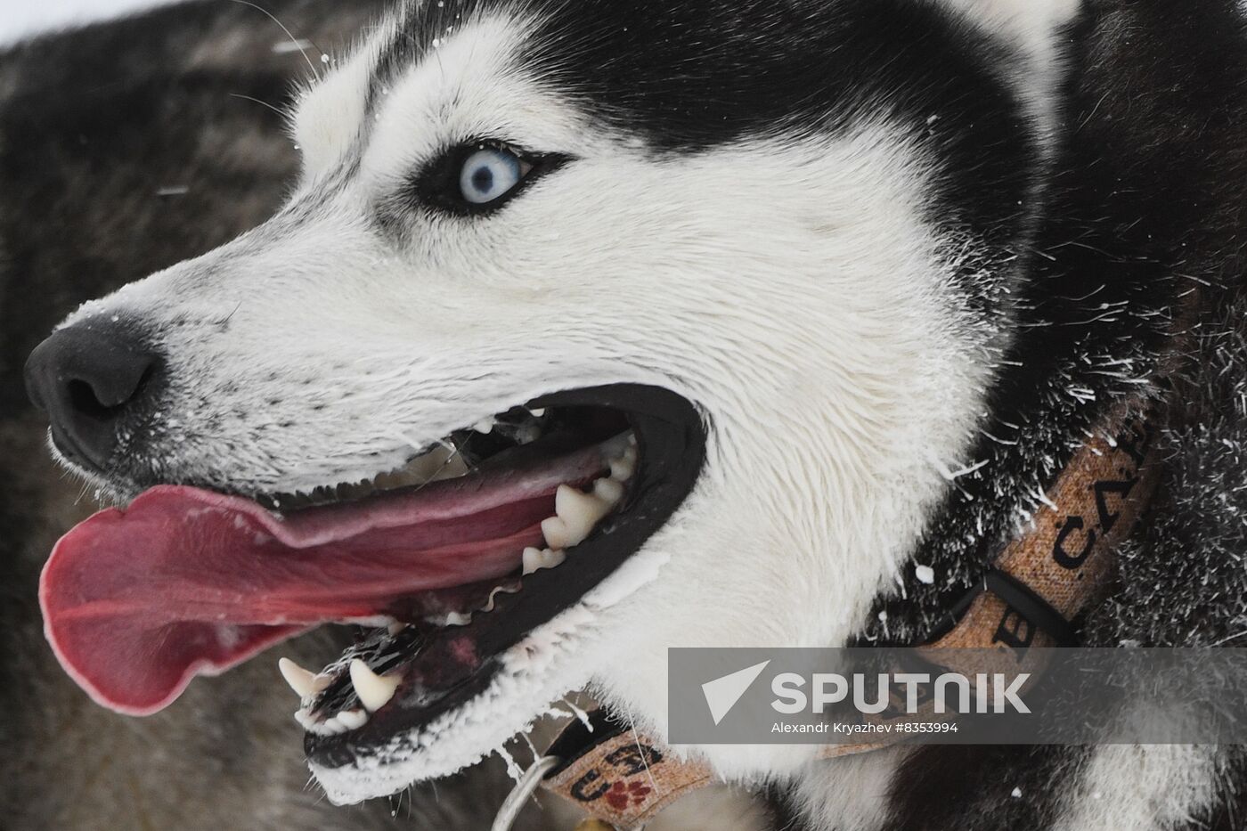 Russia Sled Dog Race