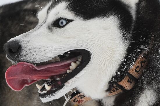 Russia Sled Dog Race