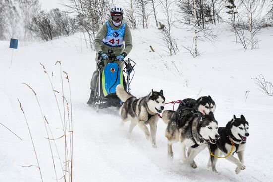 Russia Sled Dog Race