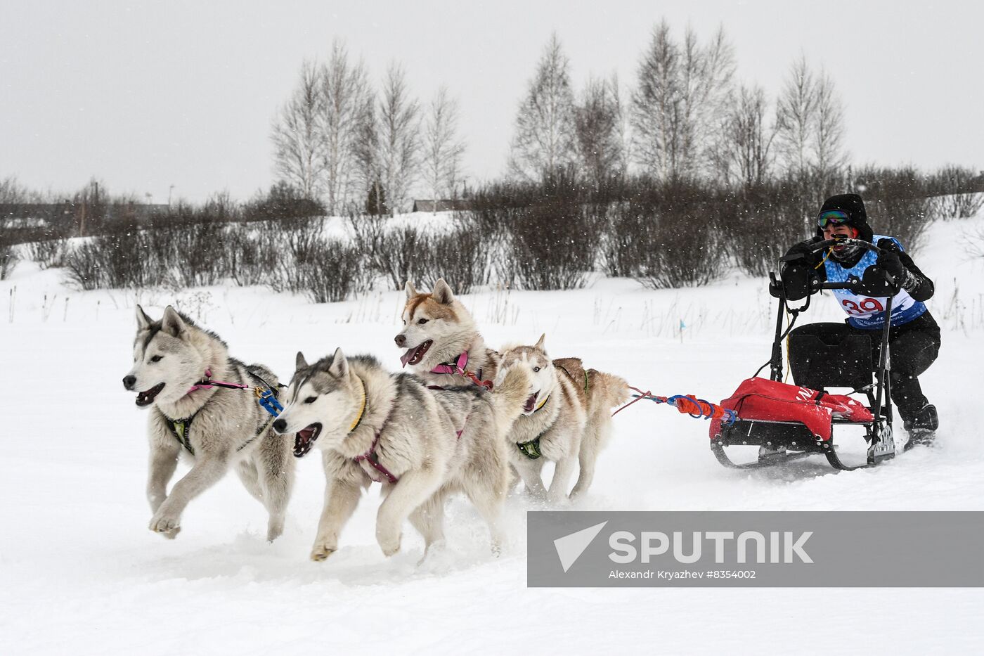 Russia Sled Dog Race