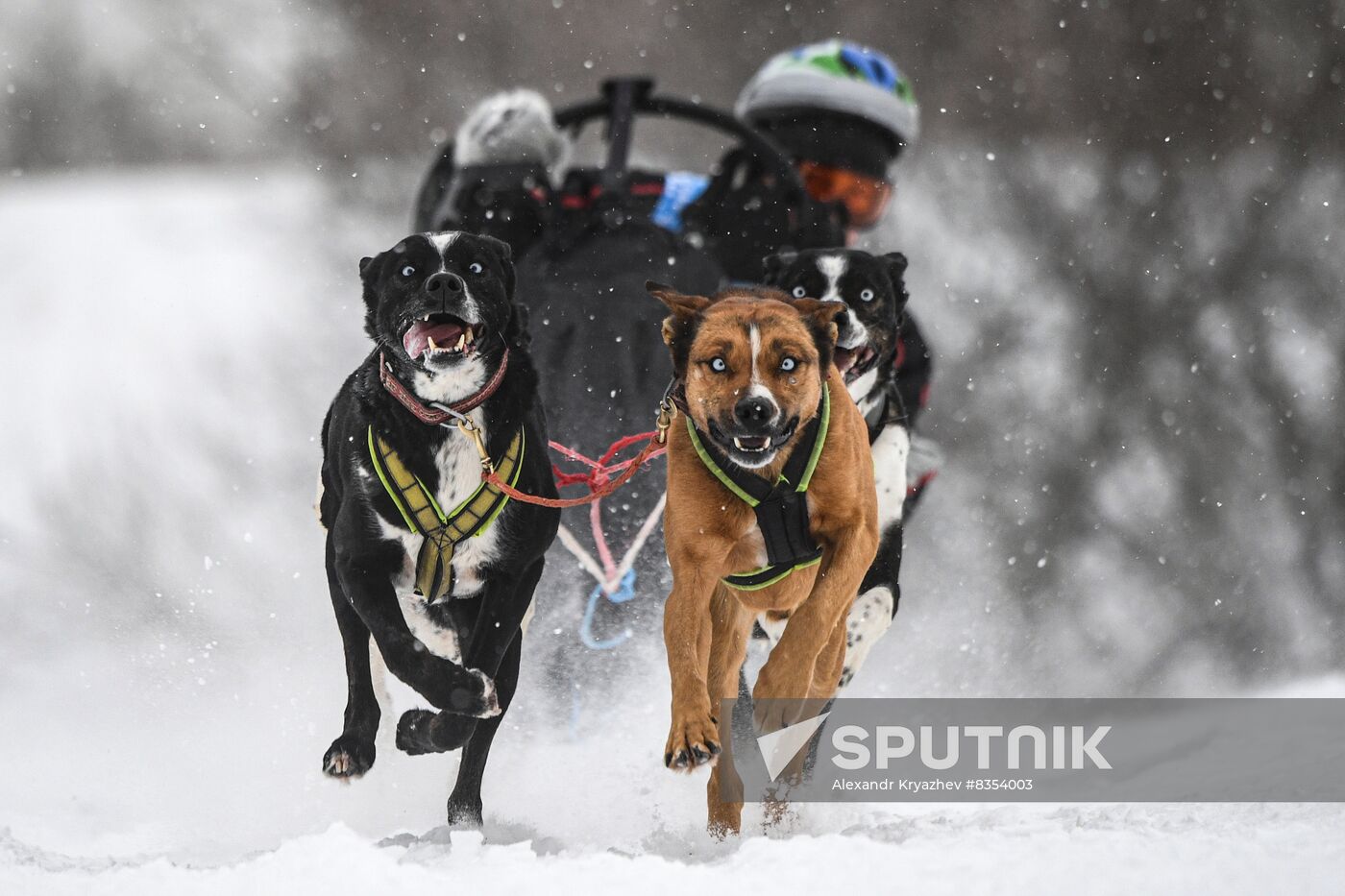 Russia Sled Dog Race