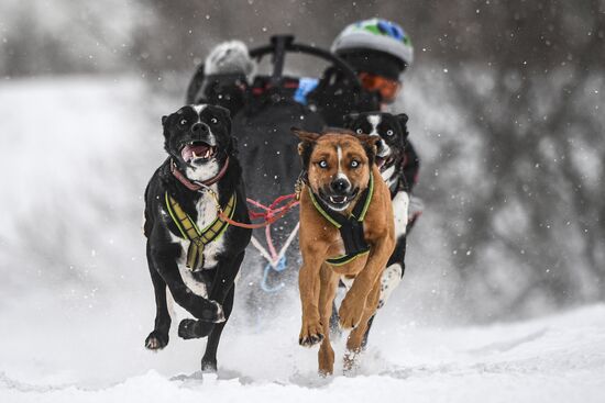 Russia Sled Dog Race