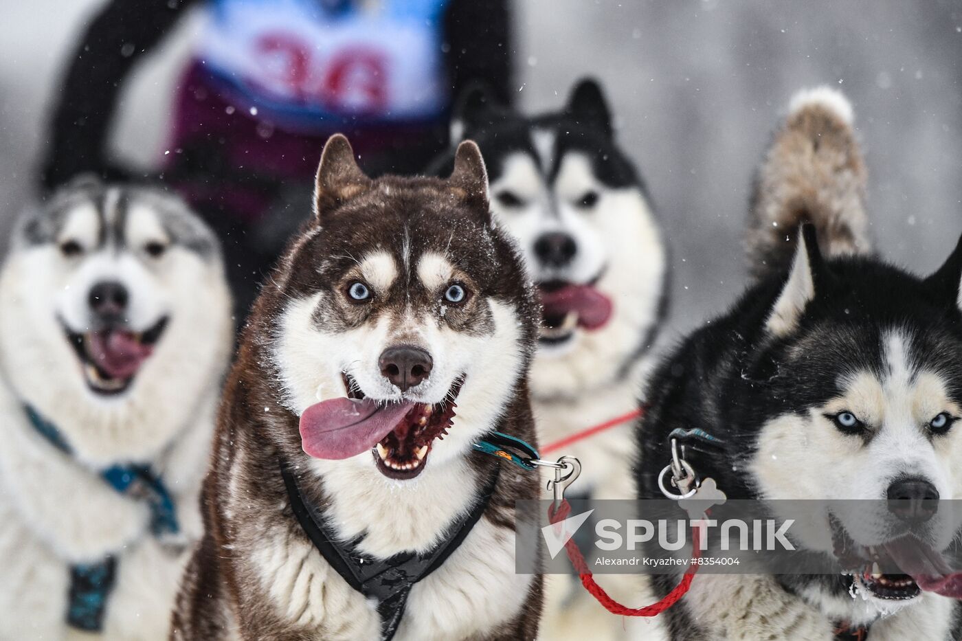 Russia Sled Dog Race