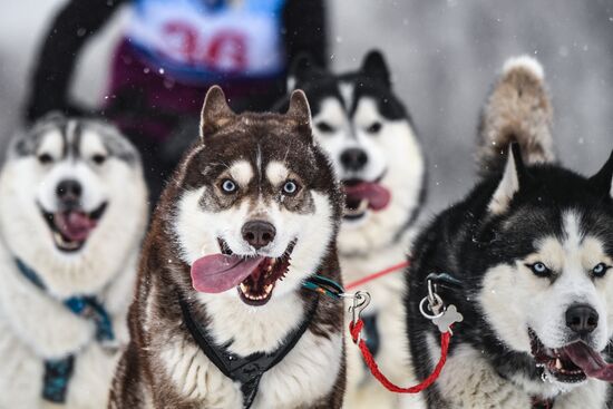 Russia Sled Dog Race