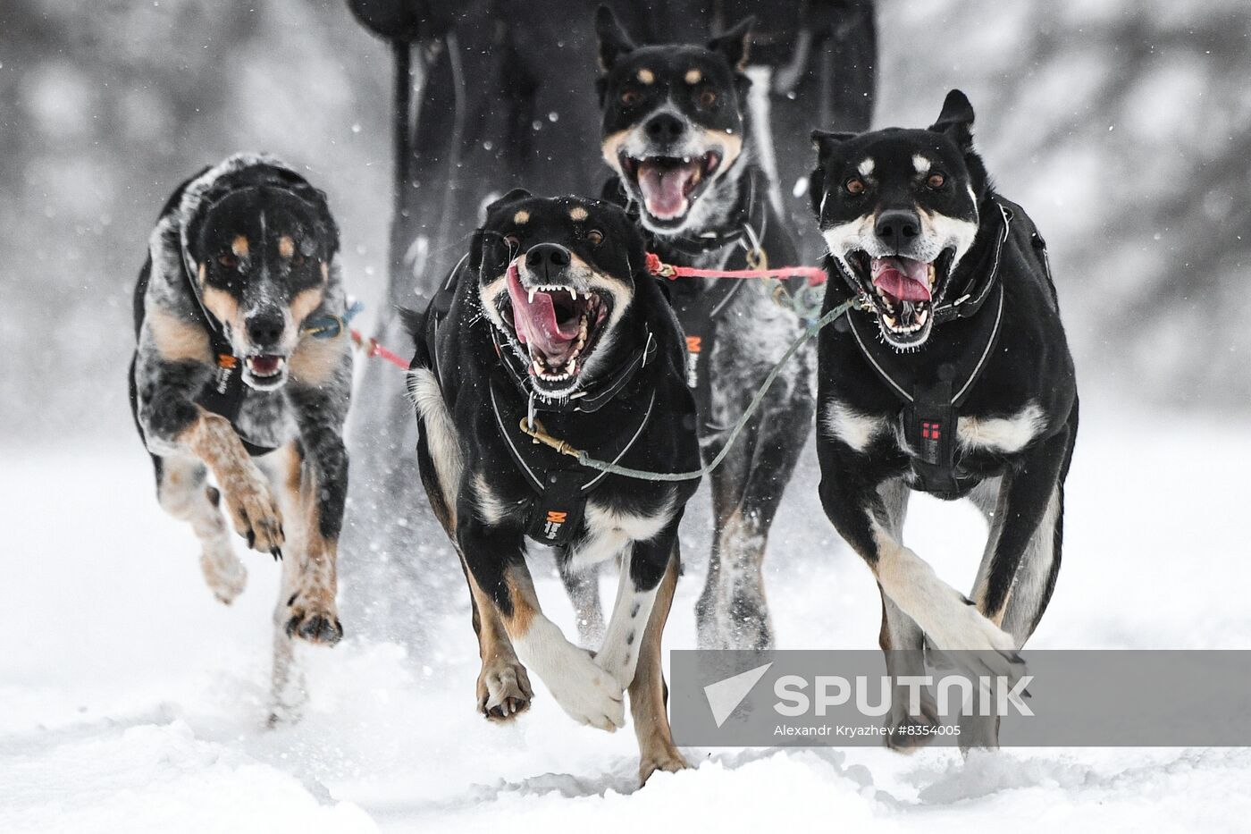 Russia Sled Dog Race