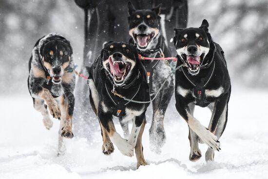 Russia Sled Dog Race