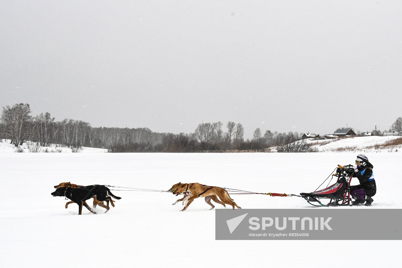 Russia Sled Dog Race