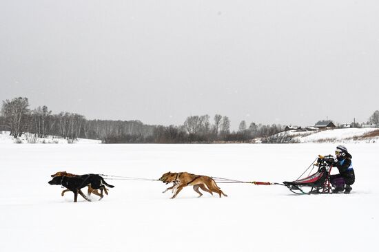 Russia Sled Dog Race